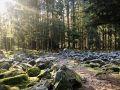 Camping Vosges Vologne Gérardmer Lac Cascade nature vert clame authentique rivière arbre sapin hohneck champ de roche 